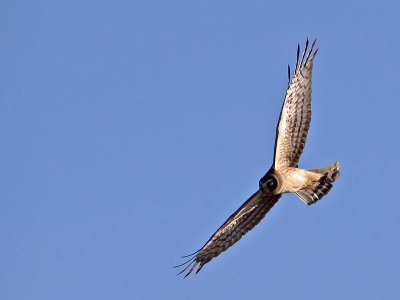 Northern-Harrier-female-P1120426.jpg