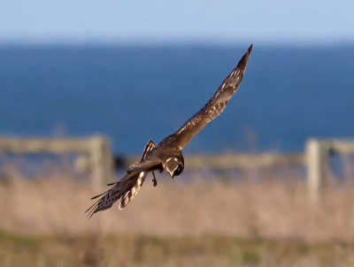 Northern-Harrier-female-P1160823.jpg