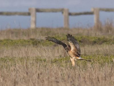 Northern-Harrier-juvenile-female-pouncing-P1100107.jpg