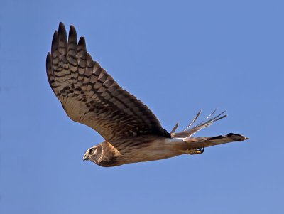 Northern-Harrier-juvenile-female-_1077056.jpg