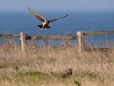 Northern-Harrier-juvenile-female-above-mom-P1099817.jpg