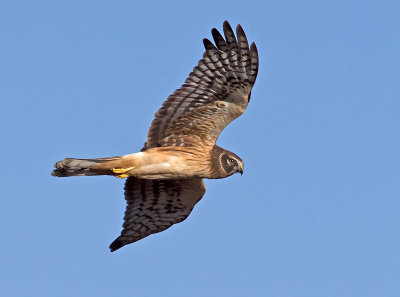 Northern-Harrier-juvenile-P1120460.jpg