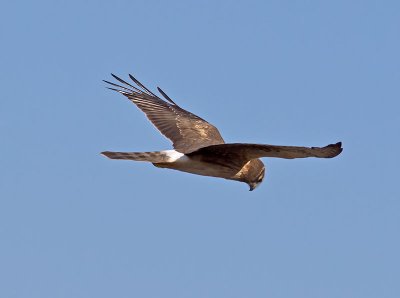 Northern-Harrier-juvenile-P1120463.jpg