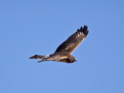Northern-Harrier-juvenile-P1120466.jpg