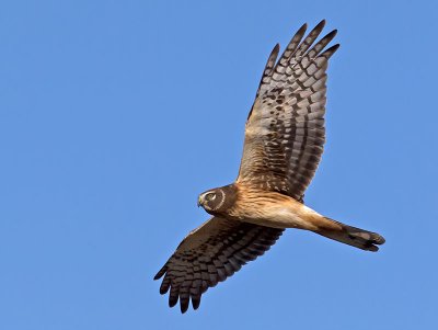 Northern-Harrier-juvenile-P1120481.jpg