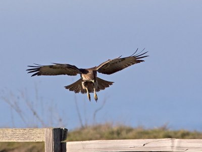 Red-tailed-Hawk-landing-P1110247.jpg