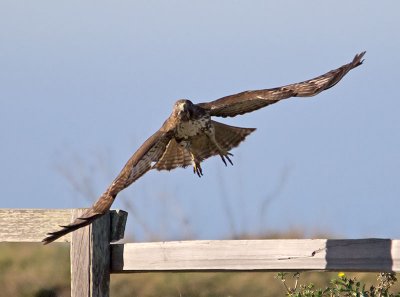 Red-tailed-Hawk-leaving-P1110258.jpg