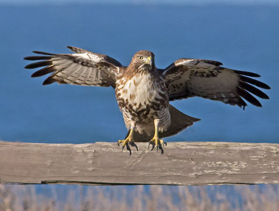 Red-tailed-Hawk-retracting-wings-P1160918.jpg
