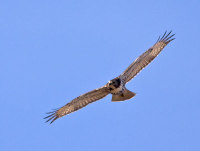 Red-tailed-Hawk-_1077192.jpg