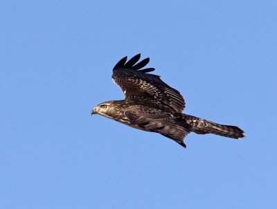 Red-tailed-Hawk-P1110245.jpg