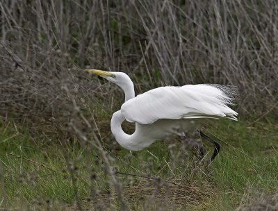 Great Egret P2071358.jpg