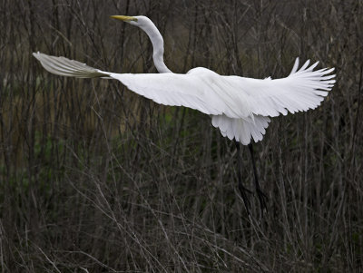 Great Egret P2071360.jpg