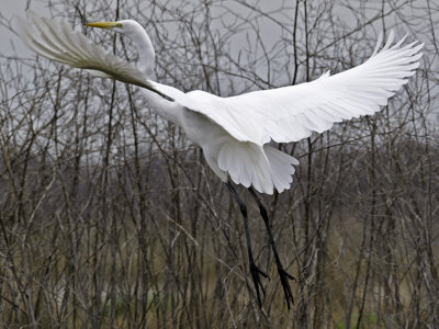 Great Egret P2071361.jpg