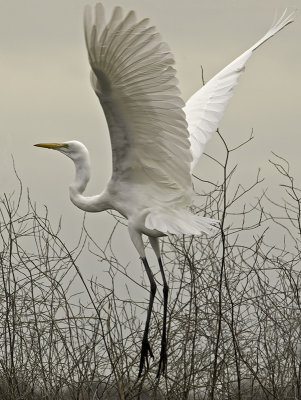 Great Egret P2071362.jpg