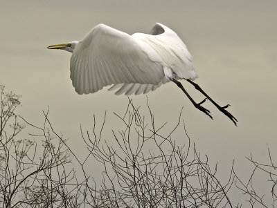 Great Egret P2071363.jpg
