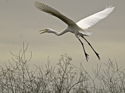 Great Egret P2071364.jpg
