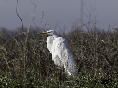 Great Egret P2091648.jpg