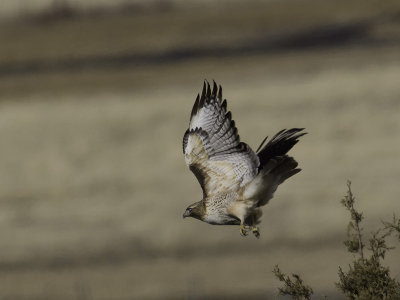 Red-tailed Hawk P2081567.jpg