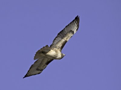 Red-tailed Hawk P2081605.jpg