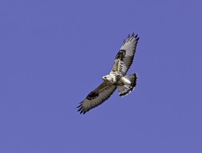 Rough-legged Hawk P2081436.jpg