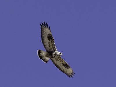 Rough-legged Hawk P2081453.jpg