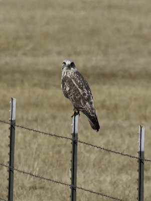 Rough-legged Hawk P2081561.jpg