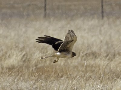 Northern Harriers