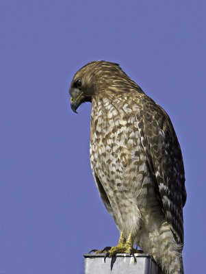 Red-shouldered Hawk P2232240-2.jpg
