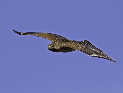 Red-shouldered Hawk P2232256-2.jpg