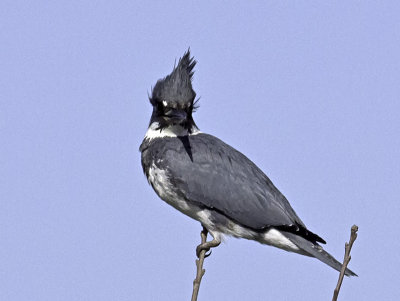 Belted Kingfisher male _3053014.jpg