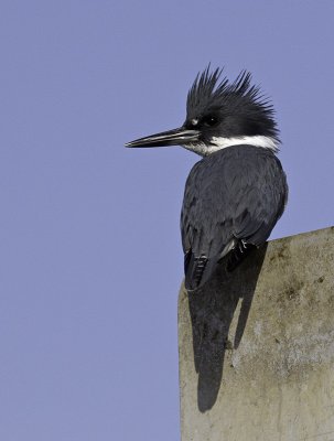 Belted Kingfisher male _3053044.jpg