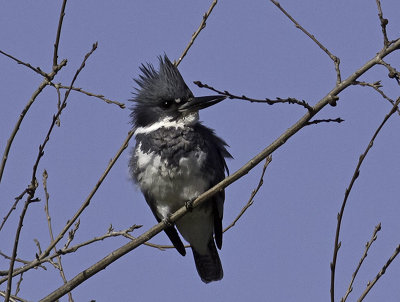 Belted Kingfisher male _3053055.jpg