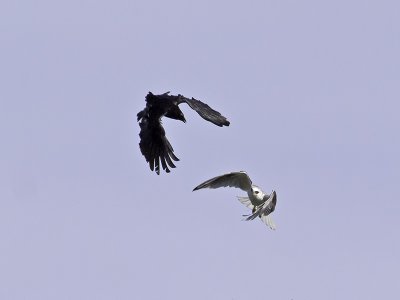 White-tailed Kite  Crow _3022520.jpg
