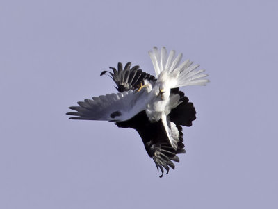 White-tailed Kite  Crow _3022523.jpg
