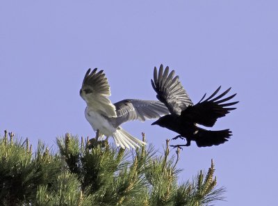 White-tailed Kite  Crow P2231879.jpg