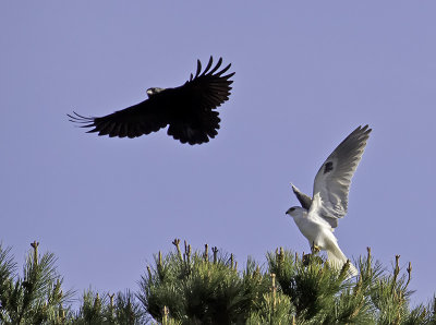 White-tailed Kite  Crow P2231880.jpg