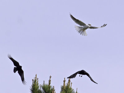White-tailed Kite  Crows _3022521.jpg