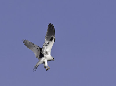 White-tailed Kite P2221801.jpg