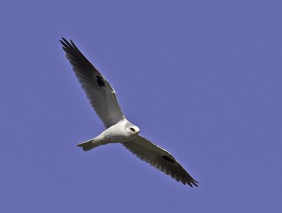 White-tailed Kite P2221811.jpg
