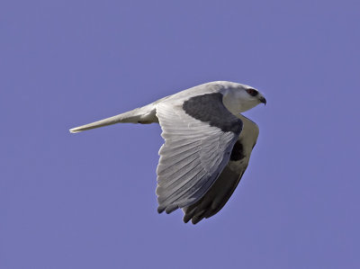 White-tailed Kite P2221857.jpg