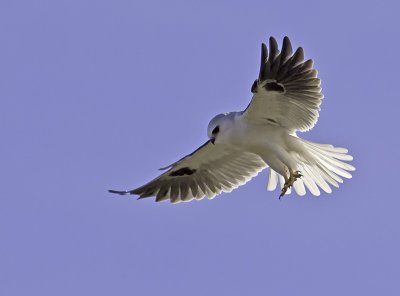 White-tailed Kite P2231902.jpg