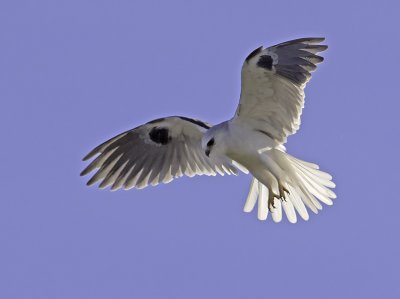 White-tailed Kite P2231907.jpg