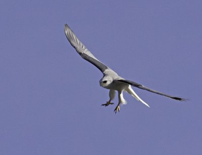 White-tailed Kite P2232018.jpg