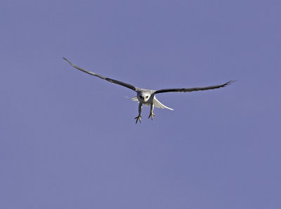 White-tailed Kite P2232019.jpg