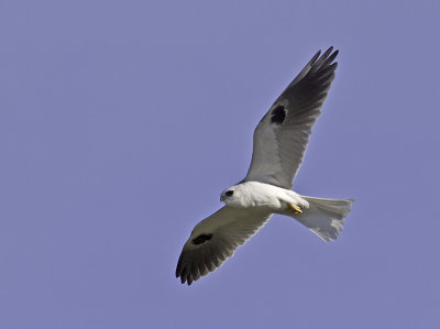 White-tailed Kite P2232031.jpg