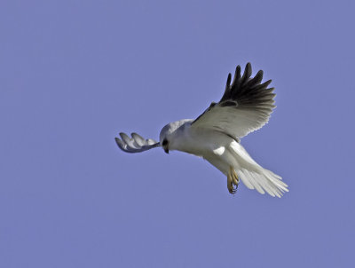 White-tailed Kite P2232041.jpg