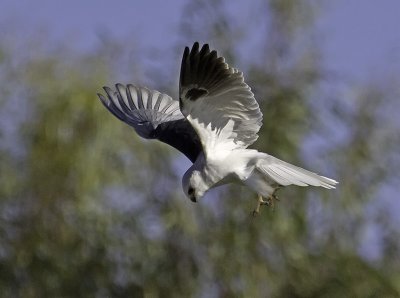 White-tailed Kite P2232049.jpg