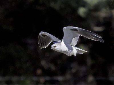 White-tailed Kite P2232075.jpg