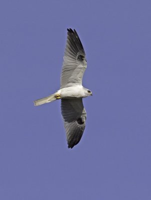 White-tailed Kite P2232093.jpg