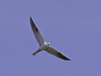 White-tailed Kite P2232111.jpg